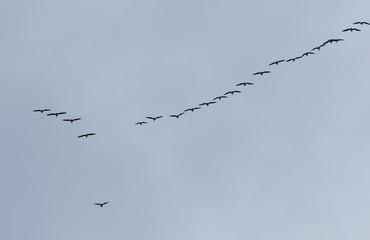 a flock of geese in the sky. Autumn