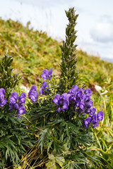 Fototapeta premium Blauer Eisenhut (Aconitum napellus) in den Steiner Alpen (Kamniško-Savinjske alpe), Slowenien (Slovenija). August 2017. 