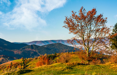 Fototapeta premium tree on hillside on autumn mountains. beautiful bright landscape with hazy mountain ridge in a distance