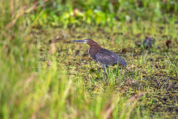 Socó-boi (Tigrisoma lineatum) | Rufescent Tiger-Heron photographed in Linhares, Espírito Santo - Southeast of Brazil. Atlantic Forest Biome.