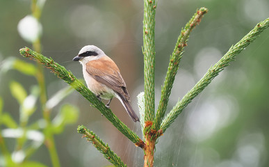 Shrike in the woods