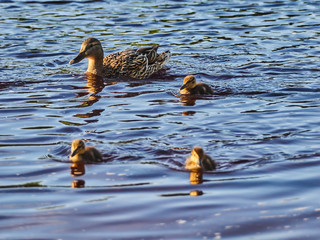 ducklings on the river
