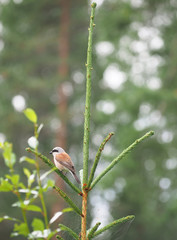 Shrike in the woods