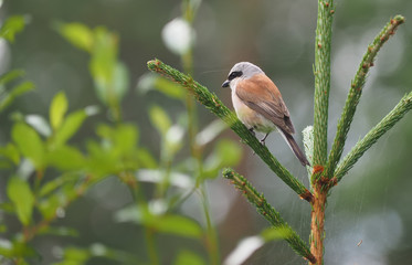 Obraz premium Shrike in the woods