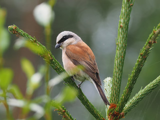 Shrike in the woods