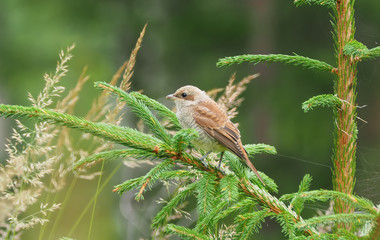 Shrike in the woods