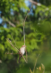 Shrike in the woods