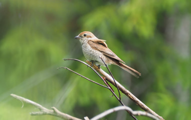 Shrike in the woods