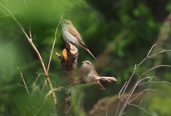 Shrike in the woods