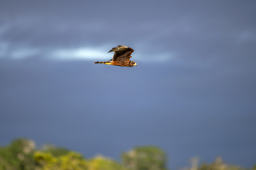 Gavião-do-banhado (Circus buffoni) | Long-winged Harrier photographed in Linhares, Espírito Santo - Southeast of Brazil. Atlantic Forest Biome.