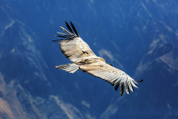 Condor