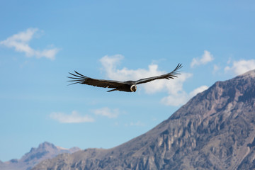Condor