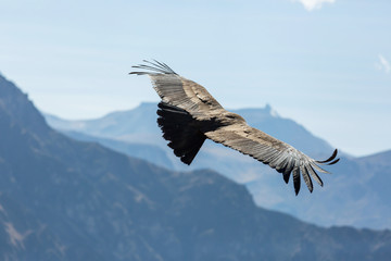 Condor