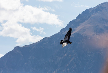 Condor