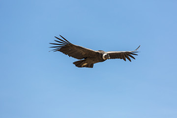 Fototapeta premium Condor