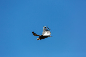 Condor