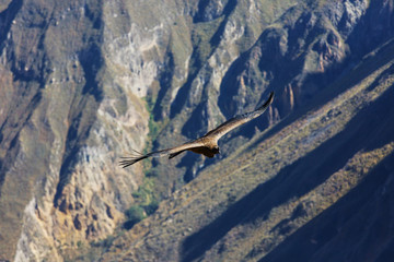 Condor