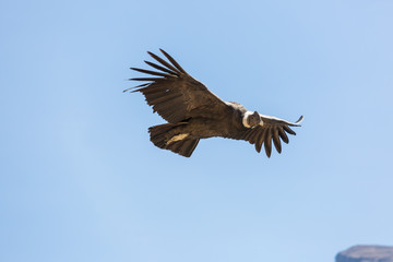 Condor