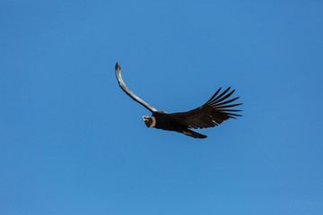 Condor