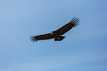 Condor