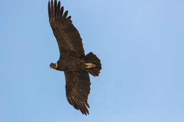 Condor