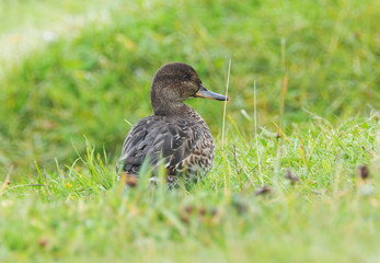 duck teal on the river bank