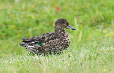 duck teal on the river bank