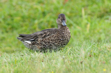 duck teal on the river bank