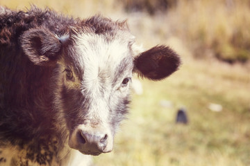 Fototapeta premium Cow