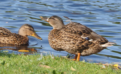 duck on the river bank