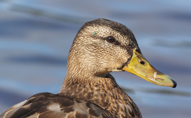 duck on the river bank