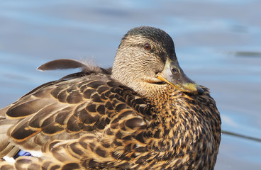 duck on the river bank