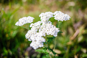 White Flower in the Yukon