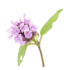 flowers of prunella on a white background
