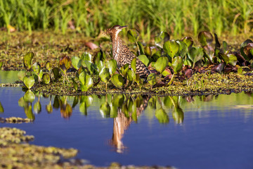 Socó-boi (Tigrisoma lineatum) | Rufescent Tiger-Heron photographed in Linhares, Espírito Santo - Southeast of Brazil. Atlantic Forest Biome.