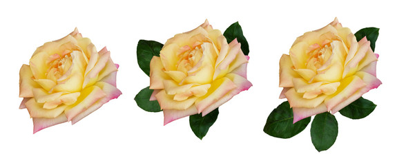 Yellow rose flower and leaves