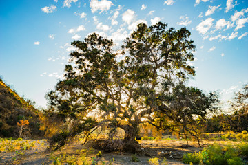 Sun light from sunset illuminates an oak tree in southern California's Angeles National Forest.