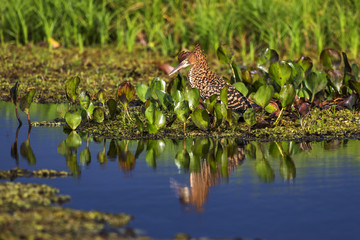 Socó-boi (Tigrisoma lineatum) | Rufescent Tiger-Heron photographed in Linhares, Espírito Santo - Southeast of Brazil. Atlantic Forest Biome.