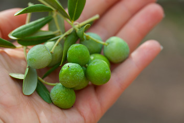 woman hands holding green olives