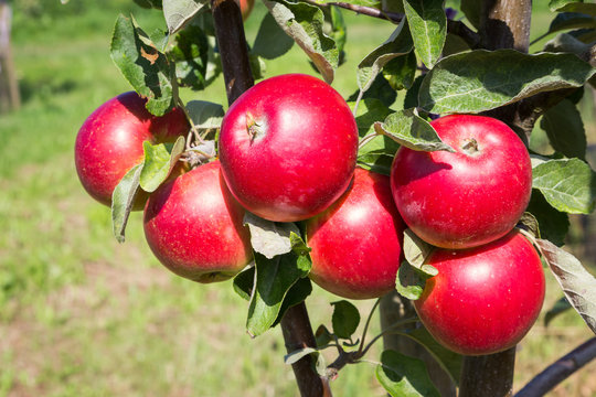 Rote Äpfel in Hessen. August 2017.