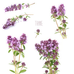 flowers of thyme on a white background