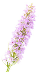 flowers of orchis on a white background