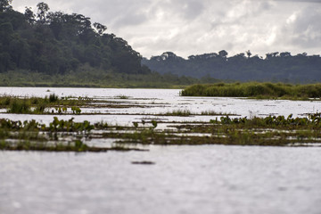 Naklejka premium Lagoa do Macuco (paisagem) | Macuco Lagoon photographed in Linhares, Espírito Santo - Southeast of Brazil. Atlantic Forest Biome.