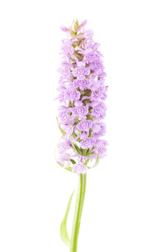 flowers of orchis on a white background