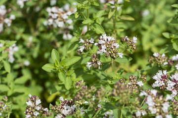 Thyme flowers and buds.
