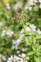Thyme flowers and buds.
