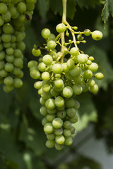Unripe grape varieties on the plant.