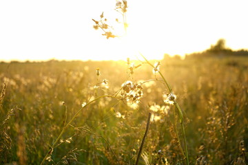 Sunset Field