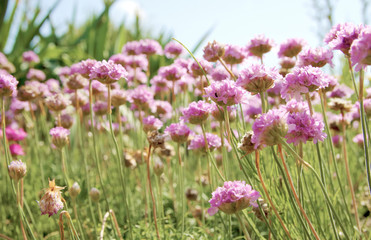 Obraz premium Pink Field
