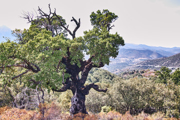 Landschaft, korsika 43